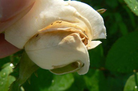 Ответы balagan-kzn.ru: Как долго сохранить срезанные розы в домашних условиях ?